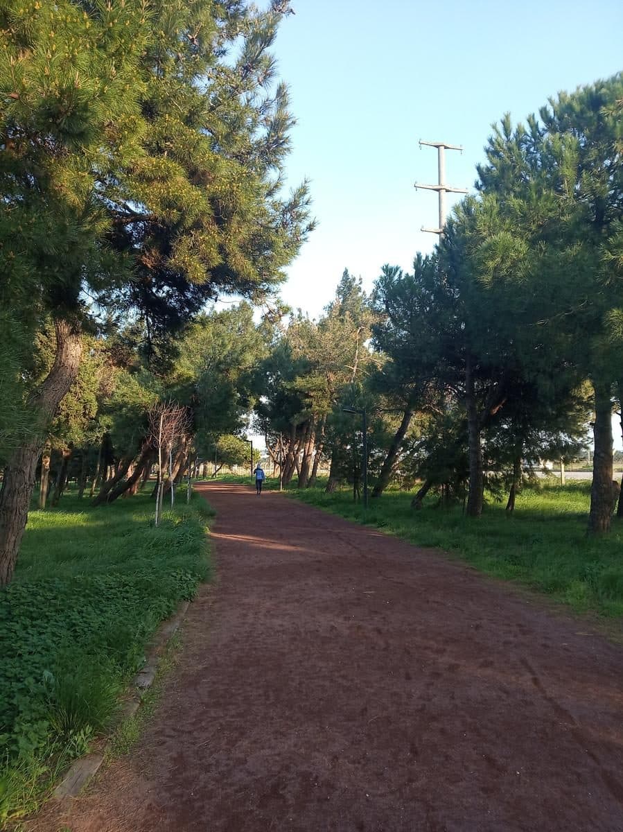 Çamlık'ta çam ağaçları arasında yürüyüş yolu